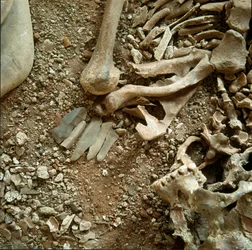 Pré-história: sepultura dupla de adultos e crianças. Vista detalhada do enxoval funerário da Caverna Candidata Arene (Finale Liguria), Liguria. Mesolítico, 7000-6000 AC. Genes, museo di archeologia ligure