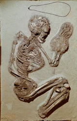 Pré-história: esqueleto feminino datado do Neolítico Superior. Cultura de Chiozza. 2900-2700 AC. Reggio Emilia, Musei Civici, Museo Chierici, Itália.