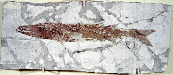Pré-história: fóssil de peixes Sphyraena Bolcensis do local do Monte Bolca (Itália). Período eocénico. Museo civico di storia naturale, Milão