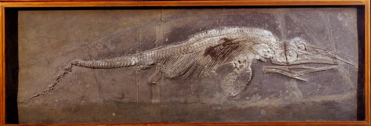 Pré-história: fóssil de Pareiasaudor, animal pré-histórico, Paris, museu de história natural