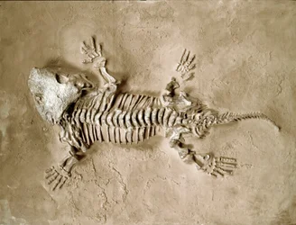 Pré-história: fóssil do réptil anfíbio Seymouria Bayolorensis do Texas, nos Estados Unidos. Período pérmico. Museo civico di storia naturale, Milão