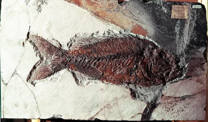 Pré-história: fóssil do peixe Sparnodus Elongatus do local do Monte Bolca (Itália). Período eocénico. Museo civico di storia naturale, Milão
