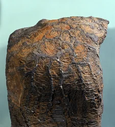 Pré-história: fóssil de um estromatólito, rocha marinha da era arqueana. Encontrado na Mauritânia.