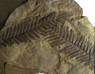 Pré-história: fóssil de Neuropteris da família dos fetos. Era do Paleozoico, período do Carbonífero. Encontrado em Villach, Áustria
