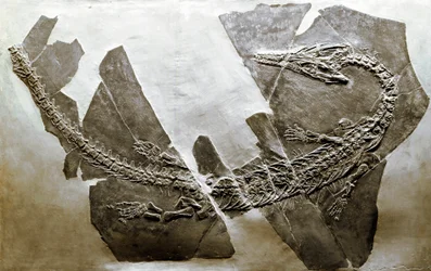 Pré-história: fóssil do réptil aquático Askeptosaurus italicus de Besano (Itália). Período do Triássico Médio. Museo civico di storia naturale, Milão