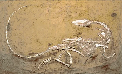 Pré-história: fóssil do dinossauro Coelophysis. Período do Triássico Superior. Museo civico di storia naturale, Milão