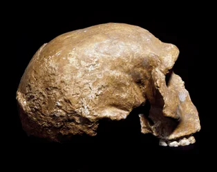 Pré-história: crânio fóssil do Homo sapiens pre neanderthal (Homo steinheimensis ou Homo heidelbergensis) encontrado em Steinheim an der Murr (Alemanha) em 1933. Paleolítico inferior. Idade de 350.000 a 250.000 anos. Museo Civico di Storia Naturale, Milão 