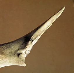 Pré-história: faca feita de cúbito bovino do Necropole de Arene Candide (Finale Liguria), Ligúria. Neolítico Inferior, idade de Pedro. Genes, museo di archeologia ligure