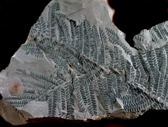 Pré-história: período do maior carbonífero. Fóssil de Acitheca Poymorphe da família das samambaias. Encontrado em Gottelborn, na Alemanha.