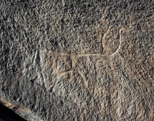 Pré-história, arte rupestre: uma rocha séria da representação de um gado. Estilo tazina. Idade da Pedra 5000-2000 AC. Taghit, planalto Haut du Hoggar (Ahaggar), Argélia