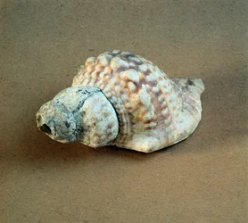 Pré-história: concha de Triton nodifer perfurada, usada como apito do Necropole de Arene Candide (Finale Liguria), Liguria. Neolítico Médio, Idade da Pedra. Genes, museo di archeologia ligure
