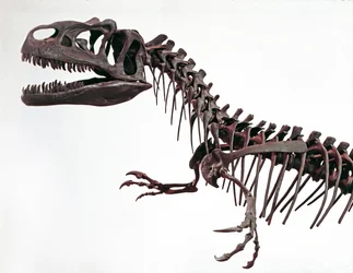 Pré-história: esqueleto do dinossauro Allosaurus fragilis. Jurássico superior. Museo civico di storia naturale, Milão