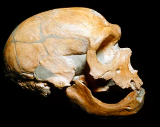 Pré-história: Crânio do Homem da Capela dos Santos (Chapelle aux Saints), Homem de Neanderthal (Neanderthal ou Neandertal: Homo sapiens), Paleolítico. Reunido em Correze, em 1908. Museo Civico di Storia Naturale, Milão - Pré-história: Crânio humano de la