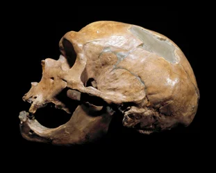 Pré-história: Crânio do Homem da Capela dos Santos (Chapelle aux Saints), Homem de Neanderthal (Neanderthal ou Neandertal: Homo sapiens), Paleolítico. Reunido em Correze, em 1908. Museo Civico di Storia Naturale, Milão - Pré-história: Crânio humano de la