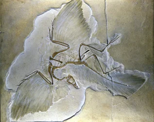 As aves primitivas chamavam-se Archaeopteryx. Foram encontrados fósseis completos na Baviera, nos xistos do Jurássico Superior.