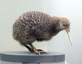 Amostra de pássaro recheado de kiwi (apterygides), incapaz de voar. Museu de Auckland, Nova Zelândia