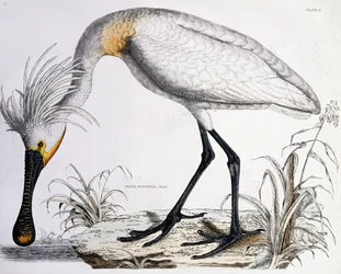 Colhereiro Branco, 1834