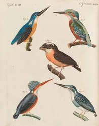 Livro infantil Enciclopédia infantil por Friedrich Johann Justin Bertuch, 1798-1830.