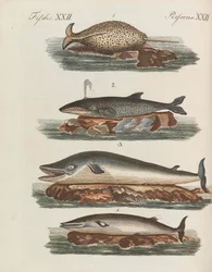 Livro de imagens para crianças. Enciclopédia infantil de Friedrich Johann Justin Bertuch, 1798-1830