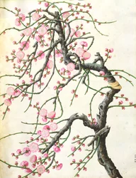 Flor de pêssego (cor no papel)
