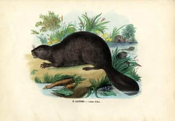 Castor