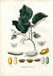 Borboletas, 1863-79