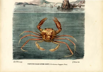 Crustáceos, 1863-79