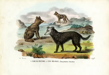 Cães