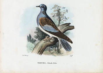 Pomba de tartaruga europeia, 1863-79