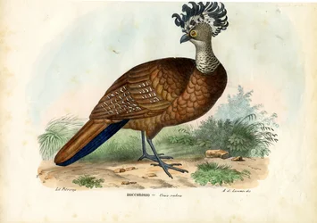 Grande mutum, 1863-79