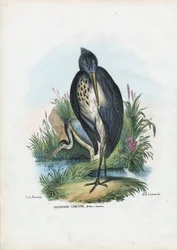 Garça-real cinzenta, 1863-79