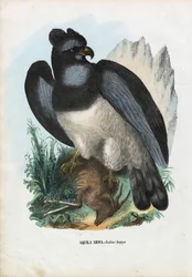 Harpia, 1863-79