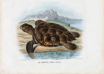 Tartaruga-de-pente, 1863-79