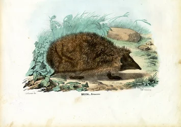 Ouriço, 1863-79