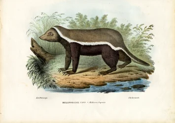 Texugo de mel, 1863-79