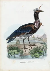Gritador com Chifres, 1863-79