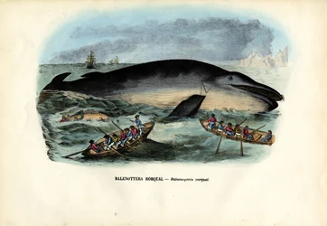 Baleia jubarte, 1863-79