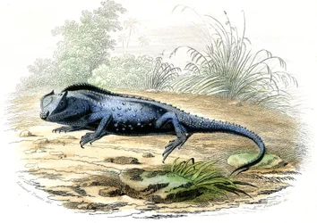 La head fourchue (Lyriocephalus margaritaceus) - Chapa extraída de Histoire Naturelle de Bernard Germain de Lacepede (1856-1925), edição P.Furme, Paris