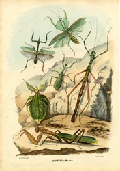 Inseto Folha, 1863-79