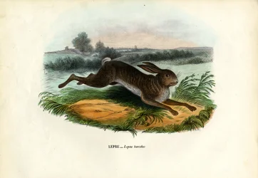 Lebre da Montanha, 1863-79