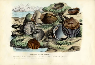 Mexilhões, 1863-79