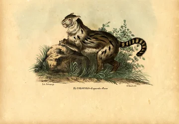 Gato Pampas, 1863-79