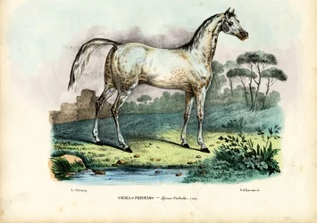 Cavalo persa, 1863-79
