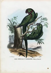 Parekeet de anéis de rosa, 1863-79