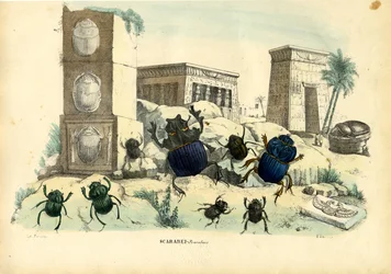 Besouros do Escaravelho, 1863-79