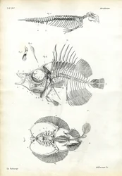 Selo, 1863-79