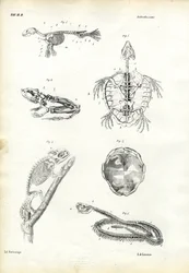 Tartaruga, 1863-79