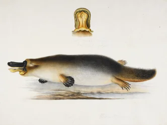 Um ornitorrinco de bico de pato junto a uma piscina, com um detalhe da sua conta, c.1820