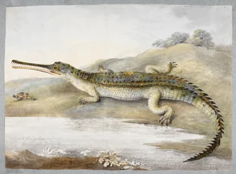 Um crocodilo gangster ou gangster face a face com gafanhoto, c.1820 (aguarela sobre papel)