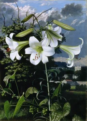 Lilium Emerald, c.1959 (óleo sobre cartão)